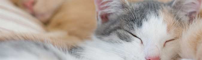 New Research - Poor Sleep Causes Memory Loss